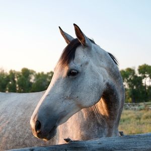 Meet your Posher, Savannah